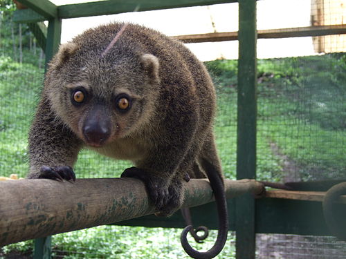 Sulawesi bear cuscus